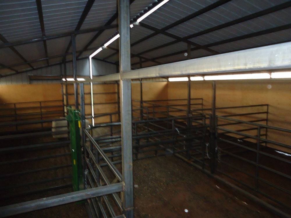 Steel sorting alley of pens leading into the self catch head gate inside the calving barn